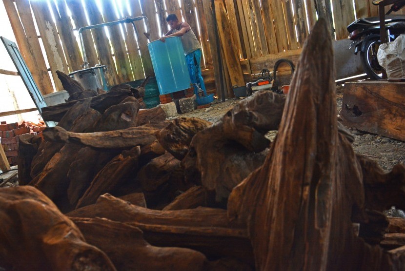 Kayu gaharu. Ketua Umum Dewan Pimpinan Pusat Serikat Petani dan Pengusaha Gaharu Indonesia (SPPGI) Syamsu Alam mendorong masyarakat untuk meningkatkan produksi perkebunan kayu gaharu untuk ekspor.
