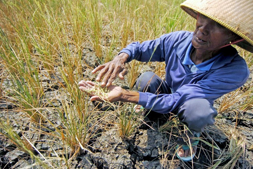 Seorang petani menunjukkan padi yang rusak akibat sawahnya mengalami kekeringan di Desa Kademangaran, Kabupaten Tegal, Jawa Tengah, ilustrasi
