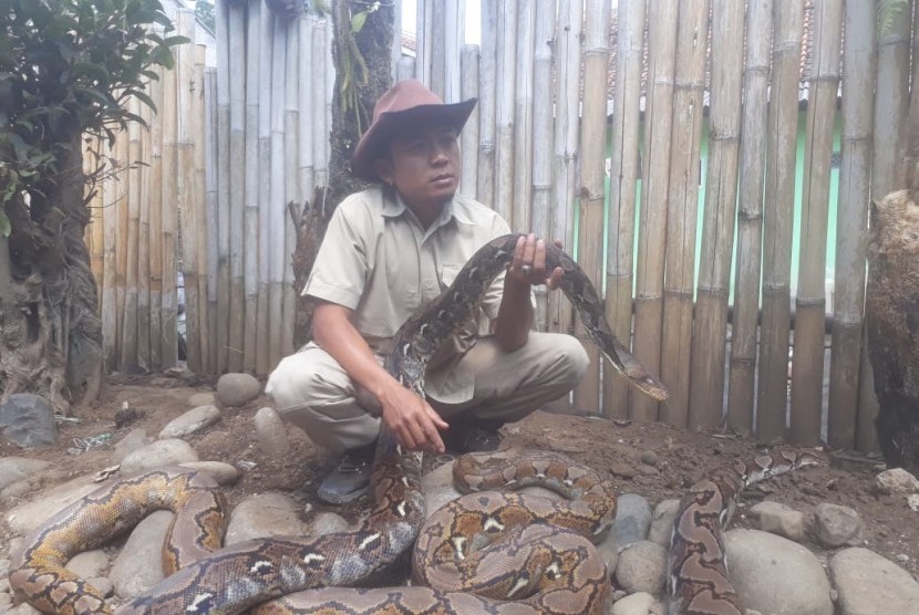 Steve Ewon, pawang ular asal Cisarua, Kabupaten Bandung Barat tengah menunjukan beberapa ular sanca kembang yang berada di pojok reptil yang dikelolanya. Pojok reptil menjadi tempat edukasi tentang mengenal ular, Selasa (25/6).