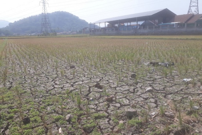 Lahan pertanian di Batujajar, Kabupaten Bandung Barat terkena dampak kekeringan, Rabu (26/6). Tanah tersebut mengalami retak-retak. 