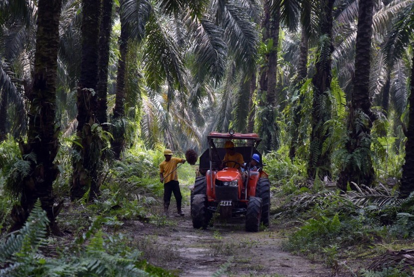 Sejumlah pekerja memanen tandan buah segar kelapa sawit di PT Kimia Tirta Utama (KTU) di Kabupaten Siak, Riau, Kamis (27/6/2019). Harga tandan buah segar (TBS) sawit Riau untuk umur 10-20 tahun periode 20-26 April 2022 mengalami penurunan sebesar Rp 83,79 per kg.
