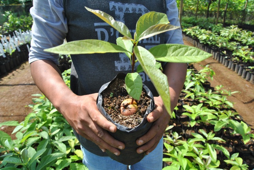 Petani menunjukkan bibit tanaman buah alpukat di kawasan Kampung Alpukat, Pabuaran, Mulyaharja, Kota Bogor, Jawa Barat, Kamis (27/6/2019).