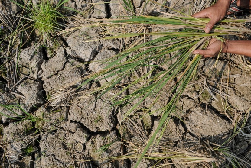 Petani menunjukkan padi gagal panen akibat kekeringan di Desa Ketapang, Lebak, Banten, Kamis (27/6/2019).