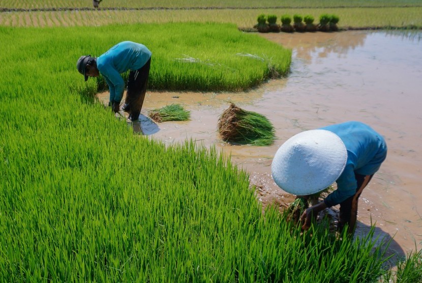 Petani menanam padi di area persawahan.