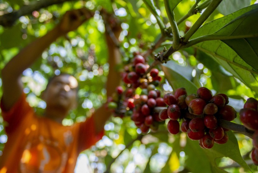 Petani memetik biji kopi Liberika di perkebunan Desa Parungmulya, Ciampel, Karawang, Jawa Barat, Selasa (2/7/2019).