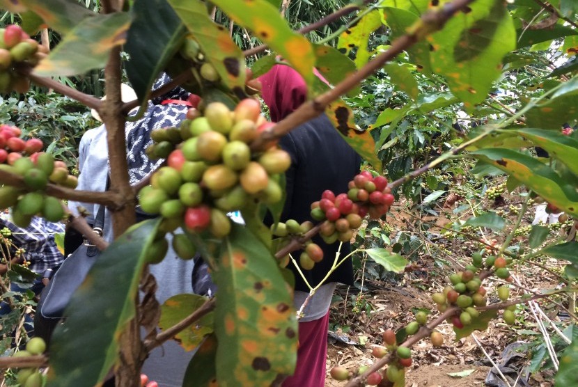 Ilustrasi pohon kopi di Kabupaten Garut, Jawa Barat. 