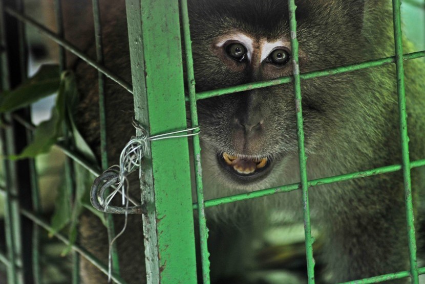 Seekor monyet ekor panjang (Macaca Fascicuralis) diamankan petugas Balai Konservasi Sumber Daya Alam (BKSDA). Warga Desa Cibeureum, Jawa Barat, resah karena rumah dan lahan pertaniannya dirusak kawanan monyet ekor panjang. 