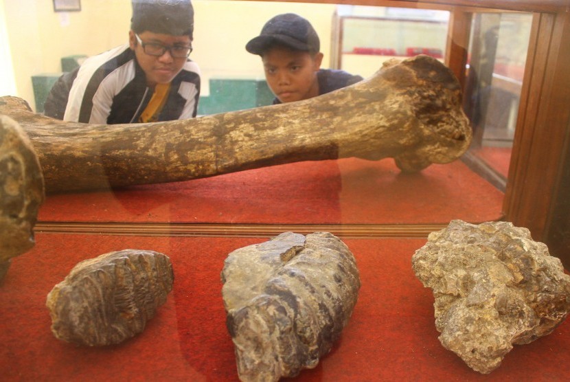 Fosil tulang gajah purba di Museum Trinil, Ngawi, Jawa Timur. Di Indramayu, Jawa Barat, fosil gajah purba hampir dijadikan batu akik akibat ketidaktahuan penemunya.