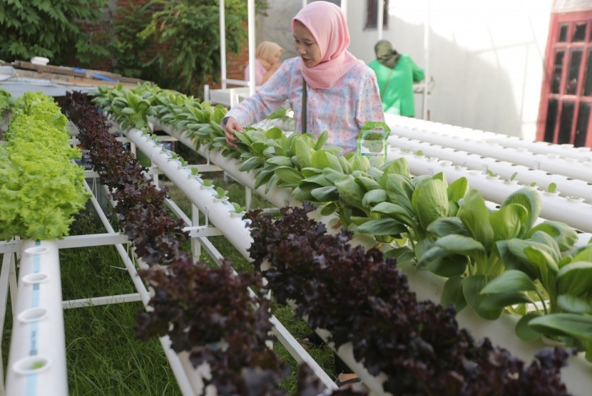 Mahasiswa fakultas pertanian Universitas Syiah Kuala dan Malikul Saleh merawat tanaman yang dibudidayakan dengan sistem hidroponik di Banda Aceh, Aceh, Selasa (9/7/2019). 