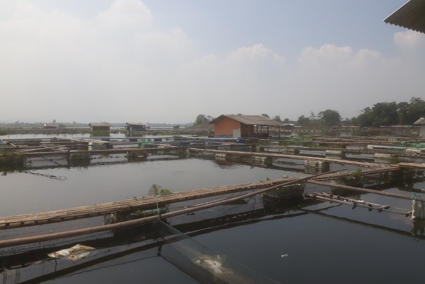 Sebagian petani Keramba Jaring Apung (KJA) di waduk Saguling, Kabupaten  Bandung Barat mengkhawatirkan dampak musim kemarau akan membuat ikan-ikan  mengalami mabuk. Terlebih empat tahun silam, pernah terjadi ratusan ikan  mengalami kematian akibat mengalami mabuk