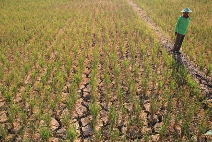 Petani berada di areal sawah miliknya yang kekeringan 