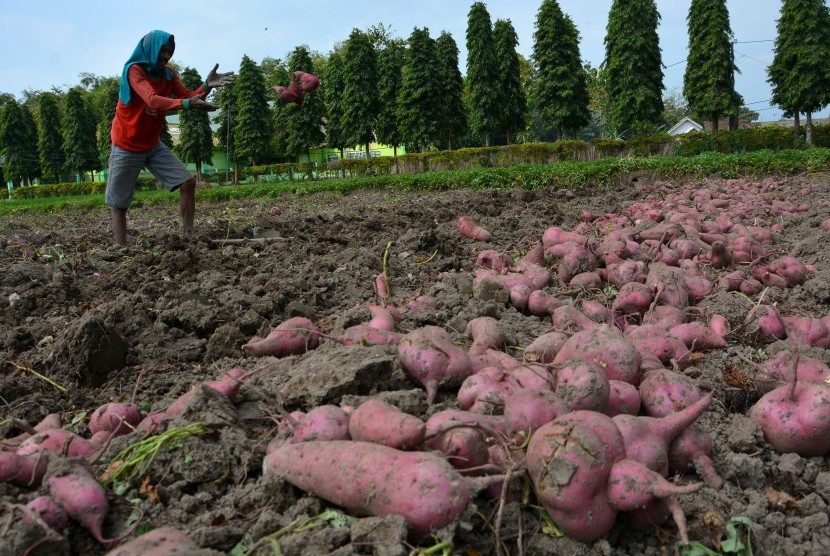 Buruh tani memanen ubi jalar (ilustrasi). Asosiasi Agrobisnis Petani Ubi Jalar Indonesia (Asapuji) memulai upaya industrialisasi pengolahan ubi jalar untuk bisa meningkatkan nilai tambah produk.