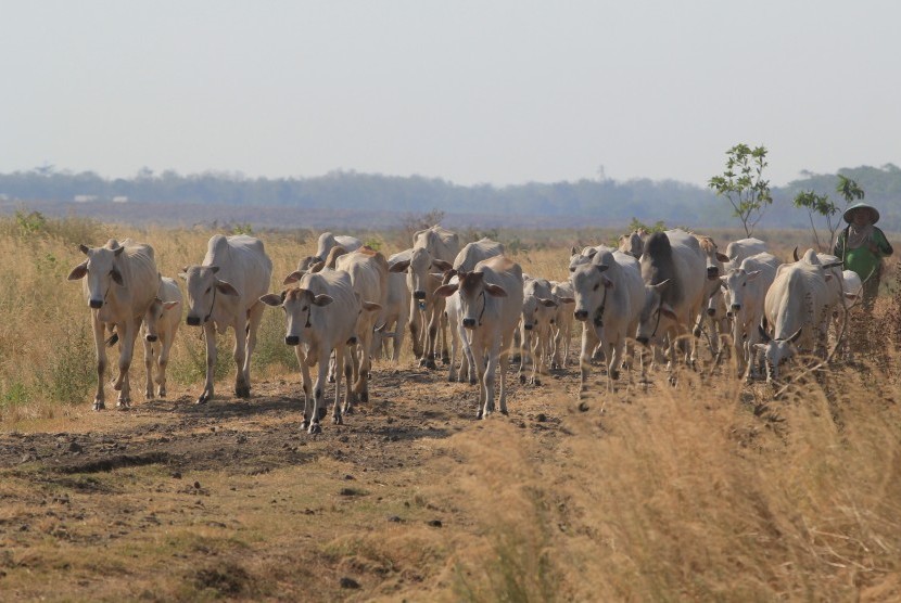 Peternak menggembala sapi di padang rumput di desa Jatisura, Cikedung, Indramayu, Jawa Barat..