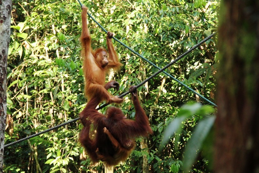 Orangutan. Ilustrasi