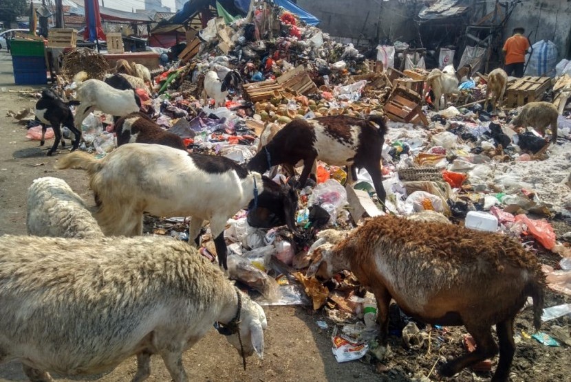 Sejumlah kambing memakan sampah - sampah di tempat pembuangan sampah di Jalan Sabeni. Para pedagang di pusat pasar kambing ini terpaksa membiarkan hewan ternaknya memakan sampah karena sulitnya mencari rumput di Ibu Kota, Rabu (17/7).