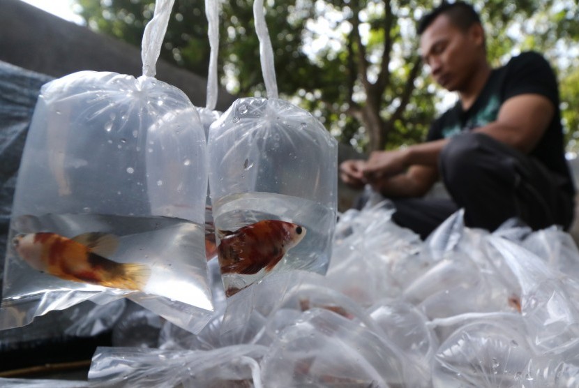 Peternak mengemas ikan Cupang (Betta splendens) ke dalam kantong plastik di Sentral Pembenihan Ikan Cupang (ilustrasi)