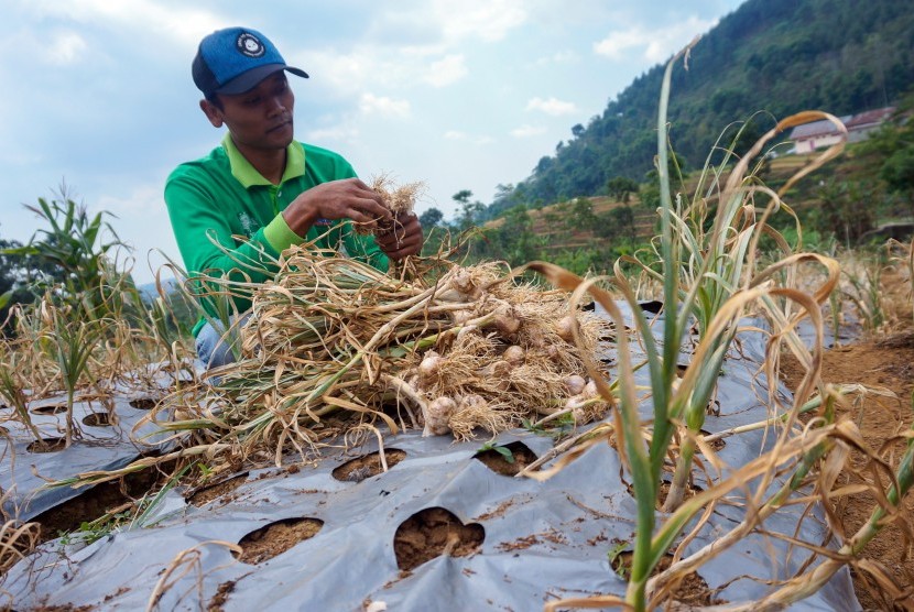 Petani memanen bawang putih di Desa Gunungsari, Bawang, Kabupaten Batang, Jawa Tengah, Rabu (17/7/2019). 