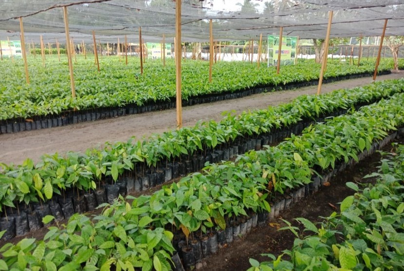 Kondisi benih unggul yang akan diberikan kepada petani dalam program pemberian bibit unggul 500 juta batang atau Bun500, di Palangka Raya, Kalimantan Tengah, Kamis (18/7).