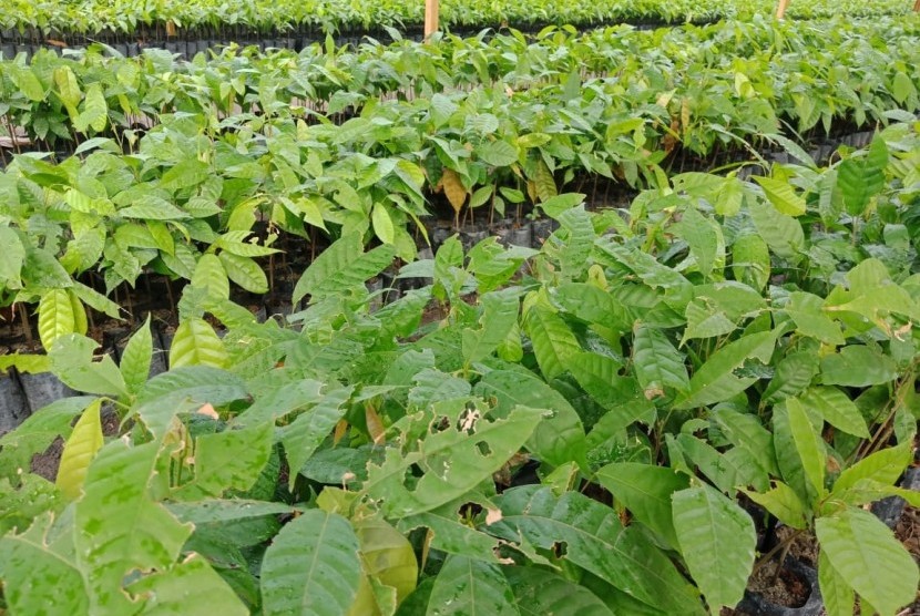 Kondisi benih unggul yang akan diberikan kepada petani dalam program pemberian bibit unggul 500 juta batang atau Bun500, di Palangka Raya, Kalimantan Tengah, Kamis (18/7).