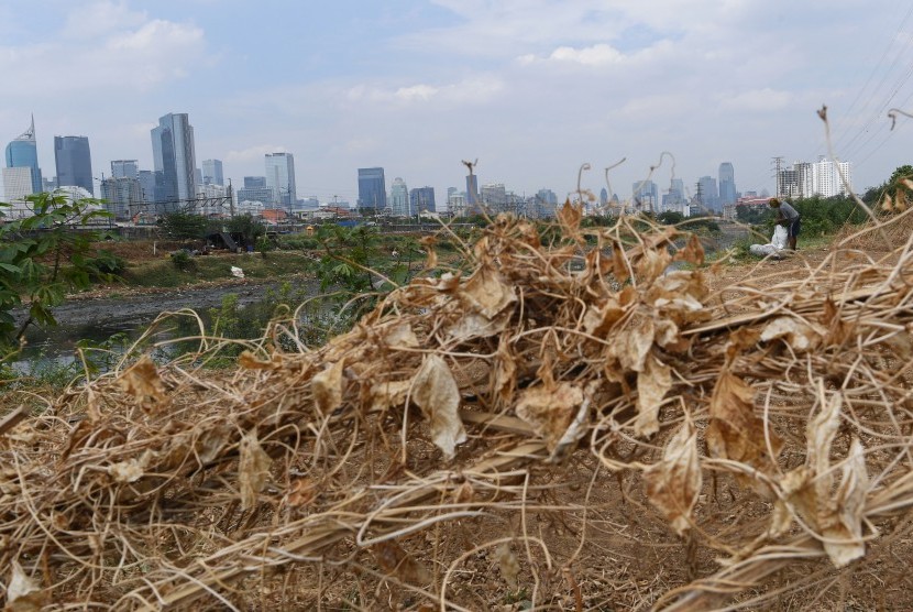 Seorang warga mencari rumput di antara tanaman kacang panjang yang mengering saat musim kemarau di kawasan Petamburan, Jakarta, Jumat (19/7).