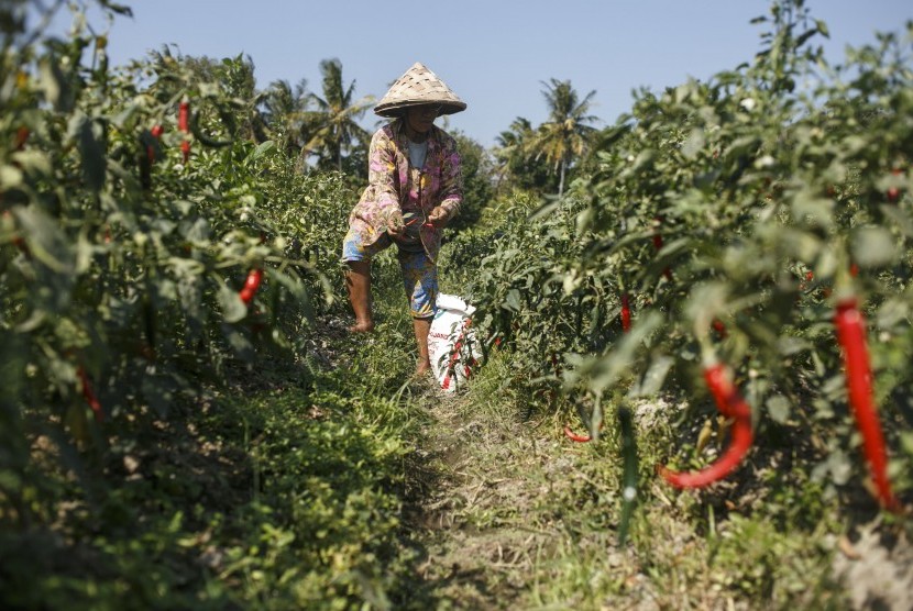 Petani memanen cabai merah di area persawahan Kretek, Bantul, DI Yogyakarta, Selasa (23/7/2019). 