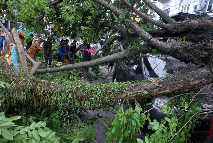 Petugas memotong batang pohon Angsana (Pterocarpus indicus) yang tumbang 