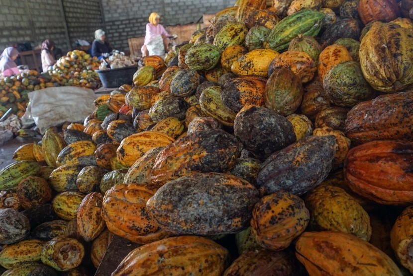 Petani memilah kakao pada masa akhir musim panen di lahan tanaman kakao sekitar Pusat Pengembangan Kompetensi Industri Pengolahan Kakao Terpadu (PPKIPKT) di Kabupaten Batang, Jawa Tengah, Rabu (24/7/2019). 