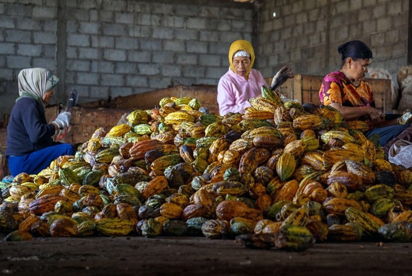 Petani memilah kakao pada masa akhir musim panen di lahan tanaman kakao sekitar Pusat Pengembangan Kompetensi Industri Pengolahan Kakao Terpadu (PPKIPKT) di Kabupaten Batang, Jawa Tengah. ilustrasi