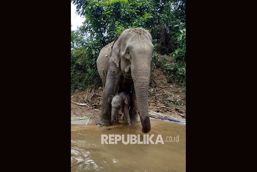 BBKSDA Riau Kembali Selamatkan Anak Gajah Terkena Jerat. Foto anak gajah dan induknya (ilustrasi).