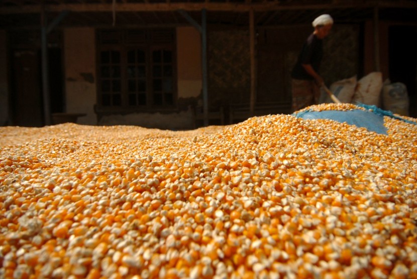 Seorang petani menjemur jagung di Desa Jati Mulya, Kabupaten Tegal, Jawa Tengah, Kamis (25/7/2019).