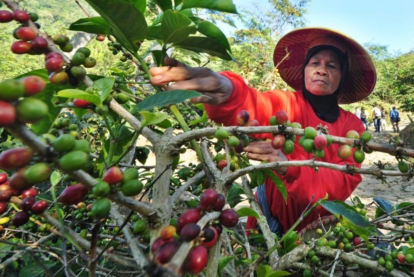 Tenaga petik memanen kopi Arabika di bukit Sekendhil, Afdeling Gebugan