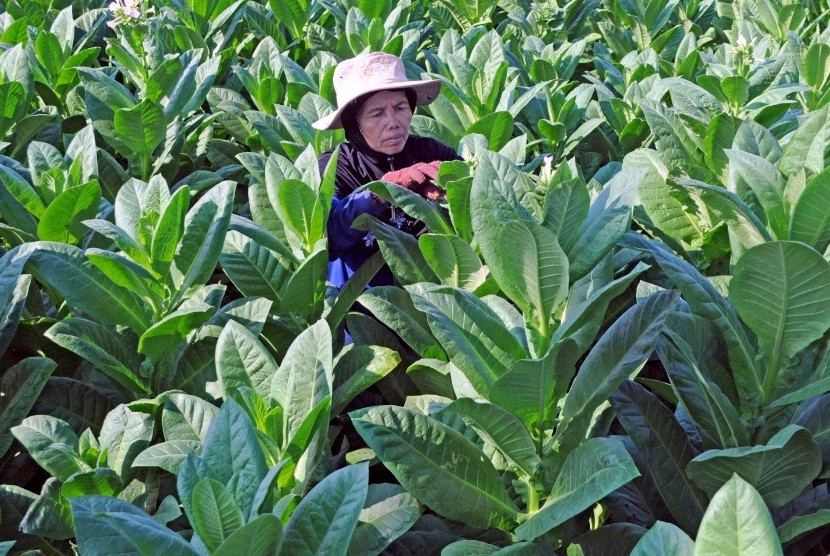 Petani memeriksa tanaman tembakau siap panen di Kelurahan Barurambat Timur, Pamekasan, Jawa Timur, Jumat (26/7/2019).
