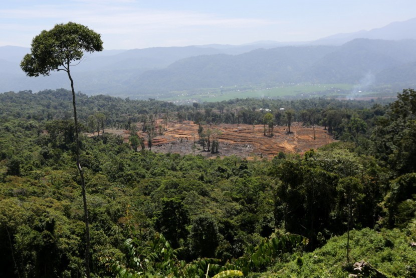 Pembukaan lahan baru untuk pemukiman dan perkebunan di kawasan hutan Geumpang, Pidie, Aceh, Ahad (28/7/2019). 