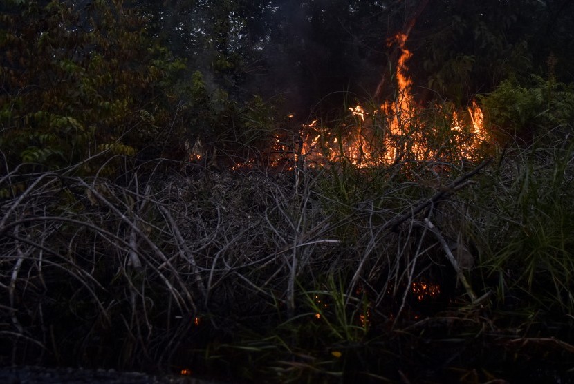 Api berkobar dari kebakaran lahan gambut. Polda Riau menyebut kebakaran lahan gambut di Kec Bunut, Kab Pelalawan telah teratasi, Senin (29/1).