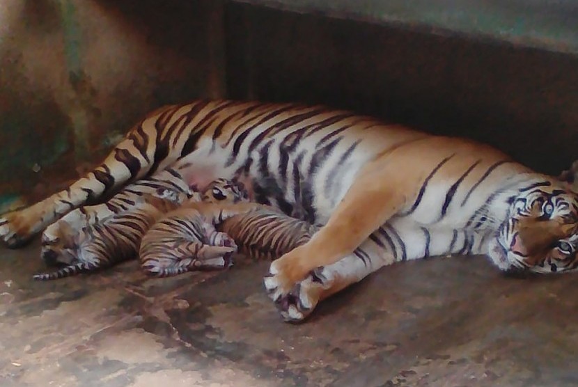 Harimau Sumatra menyusui tiga anaknya di kandang Maharani Zoo dan Goa Paciran, Kabupaten Lamongan, Jawa Timur, Ahad (28/7/2019).