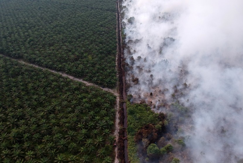 Foto udara lahan perkebunan kelapa sawit milik salah satu perusahaan (kiri) dan kebakaran lahan gambut (kanan) Kumpeh Ulu, Muarojambi, Jambi, Selasa (30/7/2019)