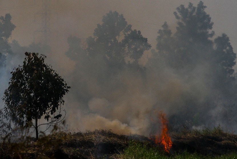 Asap pekat mengepul ketika terjadi kebakaran lahan gambut di Pekanbaru, Riau, Kamis (1/8/2019).