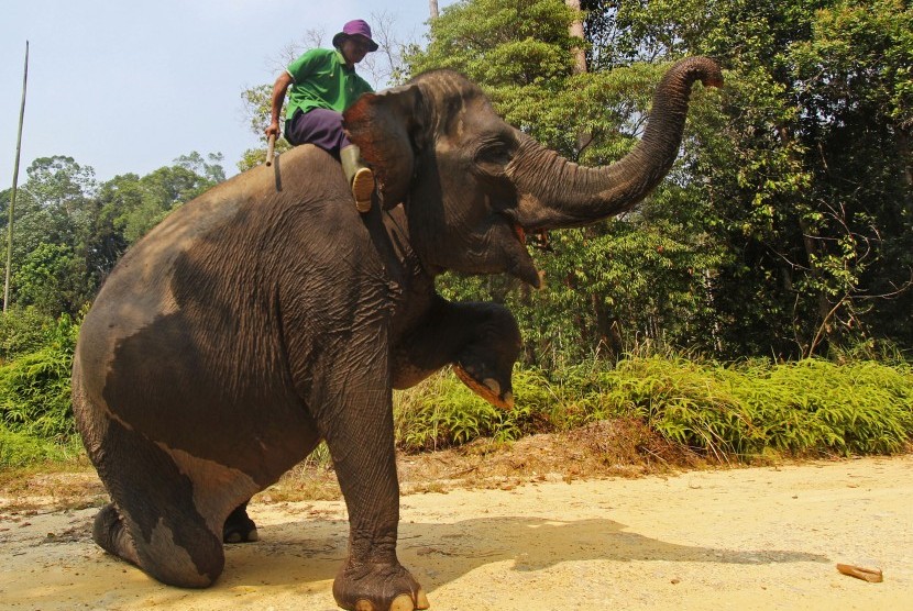 Seorang pawang (Mahout) melatih Gajah Sumatra 