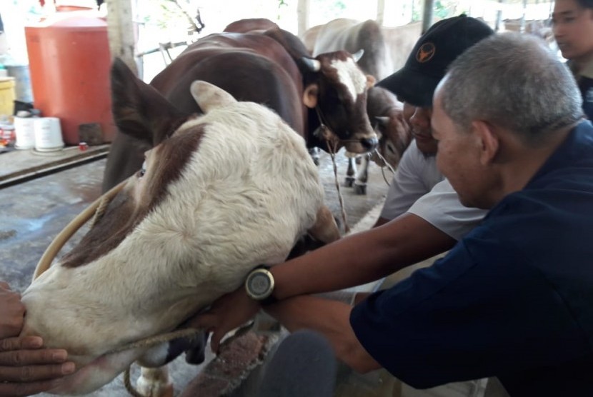 Petugas dari Dinas Peternakan dan Kesehatan Hewan Kabupaten Indramayu melakukan pemeriksaan kesehatan hewan kurban milik pedagang di Kelurahan Bojongsari, Kecamatan/Kabupaten Indramayu, Senin (5/8).