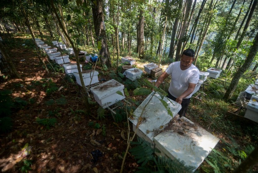 Budi Daya Lebah Madu Di Taman Hutan Raya Juanda Republika