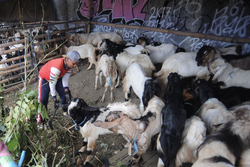 Pekerja memberikan pakan untuk kambing kurban yang dijual di kawasan Mahendradata, Denpasar, Bali. Mendag Zulkifli Hasan sebut harga Kambing yang tinggi karena distribusi yang ketat.