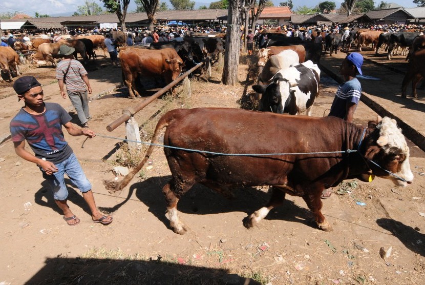 Seorang pedagang hewan membawa sapi miliknya yang akan dijual di Pasar Hewan Sunggingan, Boyolali, Jawa Tengah, Senin (5/8/2019). 