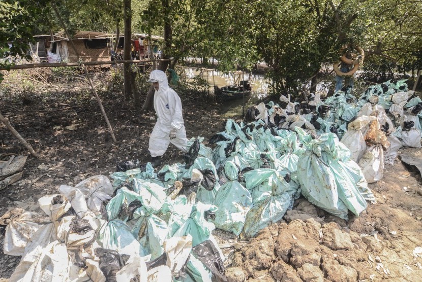 Petugas berjalan di samping jajaran karung berisi limbah kebocoran minyak mentah Pertamina di kawasan ekosistem mangrove Desa Pantai Bahagia, Muaragembong, Kabupaten Bekasi, Jawa Barat, Selasa (6/8/2019). 