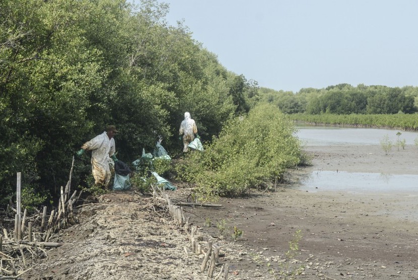 Petugas membersihkan sisa kebocoran minyak mentah Pertamina di kawasan ekosistem mangrove Desa Pantai Bahagia, Muaragembong, Kabupaten Bekasi, Jawa Barat, Selasa (6/8/2019). 