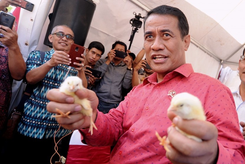 Menteri Pertanian Andi Amran Sulaiman (kanan) menunjukkan Day Old Chicken (DOC) siap ekspor saat kegiatan pelepasan ekspor komoditas unggulan Bali di kawasan kargo logistik Bandara Internasional I Gusti Ngurah Rai, Bali, Rabu (7/8/2019).