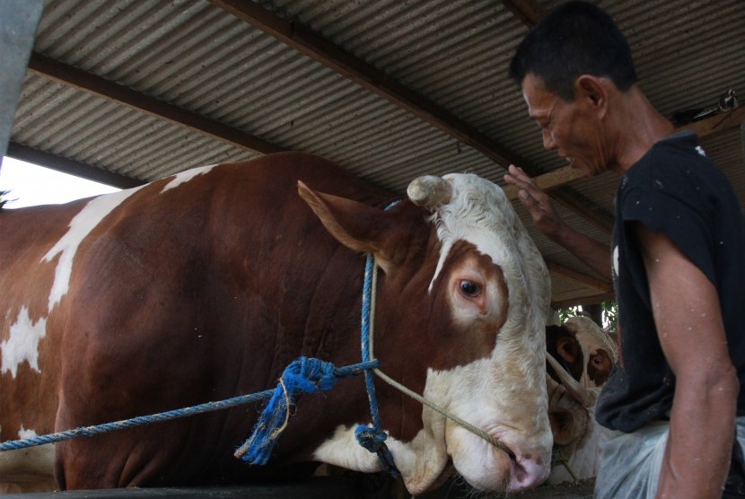 Tim pengawas hewan ternak memastikan kesehatan hewan ternak dan layak konsumsi. Ilustrasi.