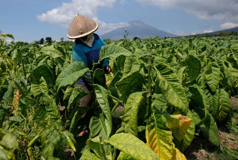Petani memanen tembakau di persawahan desa Mangunsari, Ngadirejo, Temanggung, Jawa Tengah, Kamis (8/8/2019).