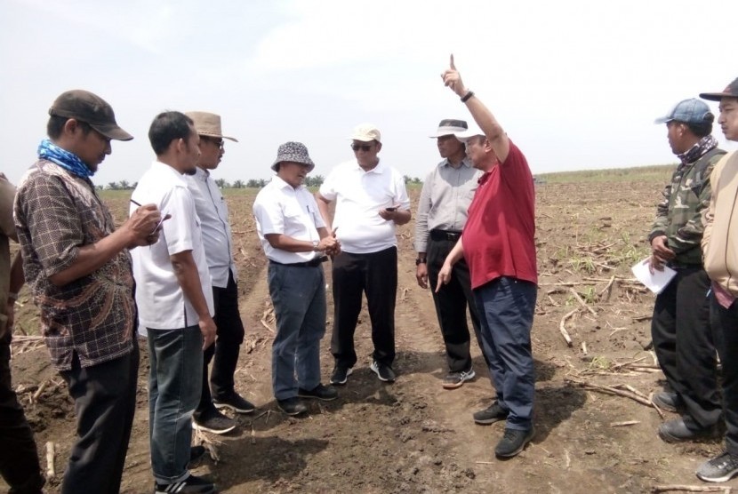 Direktur Produksi dan Pengembangan PTPN Holding Ahmad Haslan Saragih (baju merah) meninjau lahan tebu Pabrik Gula Bunga Mayang, Lampung Utara, Kamis (8/8).