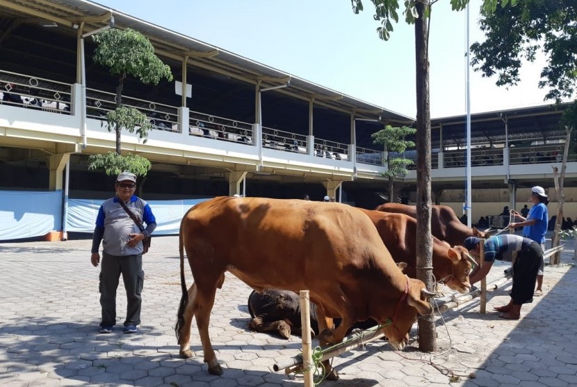 Ketua Panitia Kurban RS PKU Muhammadiyah Solo, Bekti Suharto, menunjukkan sapi-sapi kurban dari para dokter dan karyawan di RS PKU Solo, Senin (12/8). Pada hari tersebut, RS PKU Solo menyembelih 11 ekor sapi dan dikemas menjadi 2.000 bungkus untuk dibagikan kepada karyawan dan warga sekitar.