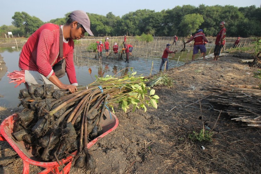 Petugas Dinas Kebersihan dan Ruang Terbuka Hijau (DKRTH) Kota Surabaya menanam bibit tanaman mangrove di kawasan Gunung Anyar, Surabaya, Jawa Timur